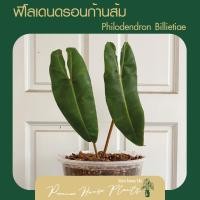 ราคา Philodendron Billietiae - ฟิโลเดนดรอนก้านส้ม (10639892680)