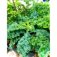 ราคา Kale ต้นเคล ผักเคล คะน้าใบหยิก ผักปลอดสารพิษ ต้นใหญ่ พร้อมปลูก พร้อมทาน (27110718732)