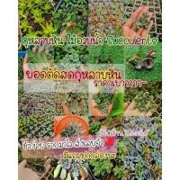 ราคา ยอดกุหลาบหินตัดสด กุหลาบหินราคาถูก กุหลาบหินสำหรับมือใหม่ succulent มือใหม่ก็ชำได้ง่ายๆ พร้อมส่ง (8790715546)