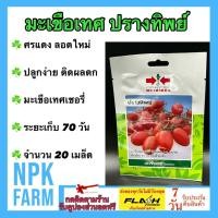 ราคา ศรแดง มะเขือเทศ ปรางทิพย์ หมดอายุ 02/07/2568 จำนวน 20 เมล็ด/ซอง ลอตใหม่ งอกดี ปลูกง่าย ติดผล (26374741345)