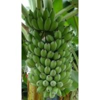 ราคา กล้วยน้ำว้าเตี้ยพันธุ์พระราชทาน กล้วยน้ำว้าพระเทพ เครือใหญ่ ต้นเตี้ย เป็นกล้วยเพาะเนื้อเยื่อ ลูกกลมสวย ราคาส่งจากห้องแล (23968263472)