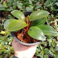 ราคา ต้นฟิโลเดนดรอน เรดคองโก / ต้นเศรษฐีรวยทรัพย์/ ต้นรวยโชค ในกระถาง 5 นิ้ว (11749089442)