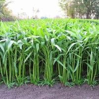 ราคา ผักบุ้งจีน พันธุ์พื้นบ้าน ถูกที่สุด 7 บ.เมล็ดพันธุ์ผักบุ้งจีนเรียวไผ่ 300เมล็ด ️เมล็ดผักบุ้งจีน พัน (24583852406)