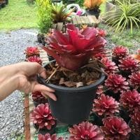 ราคา สับปะรดสี Bromeliads (24273485236)