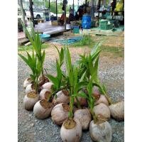 ราคา พันธุ์มะพร้าวน้ำหอม หน่อมะพร้าวน้ำหอม (9748943485)