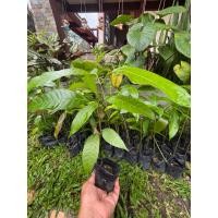 ราคา ถูกที่สุด ต้นมะม่วงเบา มะม่วงเบาใต้ เพาะเมล็ด (25758330754)