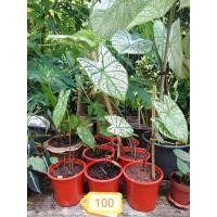 ราคา บอนสีอิเหนาบอนไทยพื้นบ้าน​ (13322630278)