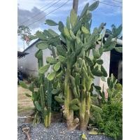 ราคา กระบองเพชรใบเสมา(โอพันเทียหูกระต่าย) (52450142629)