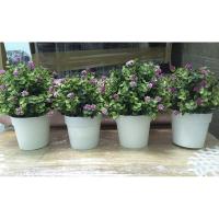 ราคา ต้นไม้ปลอม *มือสอง สภาพดีมาก* (7487865509)