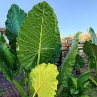 ราคา Alocasia Borneo Giant, บอน, กระดาด, ยักษ์, ต้นกระดาด, ต้นบอน (25674281090)