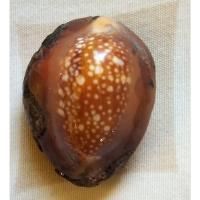 ราคา เบี้ยแก้บรรจุปรอทเต็มอุดด้วยว่านโบราณไม่ทราบสำนักแต่ส่วนตัวไปทางอ่างทองสภาพสมบูรณ์เขย่าแรงมีปรอทหลุดออกมา (55101372266)