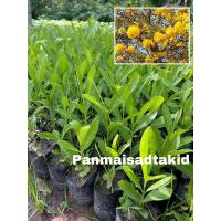 ราคา ต้นเหลืองปรีดียาธร ดอกสีเหลือง 10-15 เซน เสียหายเคลมฟรี (23106061278)