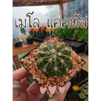 ราคา เมโล แคคตัส Melocactus จัดส่งทั้งกระถาง (11202313378)