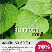 ราคา เมล็ดพันธุ์ ใบงาเขียวเกาหลี ใบงาเขียว ใบงาเกาหลี ใบงา ✅ราคาถูกปลูกง่าย ปลูกไว้ทานกินเอง (4240325317)