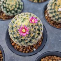 ราคา Mammillaria​ Schiedeana​ ขนนก​เหลือง​ ดอก​ชมพู​สด​ (4086965871)