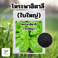 ราคา เมล็ดพันธุ์ โหระพาอิตาลี ใบใหญ่ Large Leaf Italian Basil บรรจุ 200 เมล็ด เมล็ดพันธุ์ผัก เมล็ดพันธุ์พืช ปลูกผักสวนครัว (28868657594)