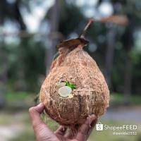 ราคา ส่งตรงจากสวนมะพร้าวกะทิทับสะแก มะพร้าวกะทิทุกลูก อร่อยทุกคำ (2391780960)