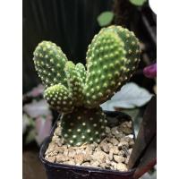 ราคา แคคตัส หูกระต่ายเหลือง (16733271868)
