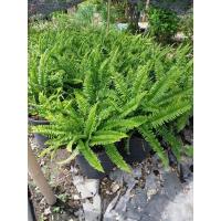 ราคา ต้นเฟิร์น#เฟิร์นใบมะขาม (24433659361)