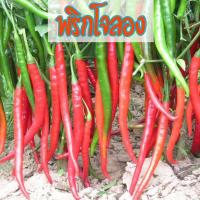 ราคา เมล็ดพริกโจลอง สายพันธุ์ OP / F1 เมล็ดพริกยาวจีนยอดนิยม (25338823286)