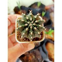 ราคา ยิมโนเขียว เชื้อด่าง ไม้เมล็ด ยิมโนสวยๆ (2983596788)