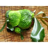 ราคา Platycerium madagascariense ชายผ้าสีดามาดากัสการ์ 1 ต้น (9492010369)