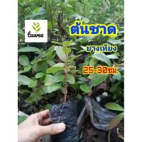 ราคา ต้นชาด​ ต้น​ยางชาด​ ต้นยางเหียง​ ไม้ตระกูล​ เดียว​กับต้น​ยาง​นา (5468725014)