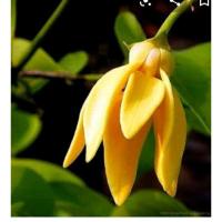 ราคา ต้นดอกจำปูนต้นละ 90 บาท (8420590974)