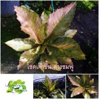 ราคา ต้นโชคเก้าชั้นด่างชมพู【ด่างชมพู】 โชค9ชั้นด่าง ต้นหน้าวัวใบ กระถาง8นิ้ว ไม้ฟอกอากาศ ต้นไม้มงคล ไม้กระถาง ไม้ใบ (9896600724)