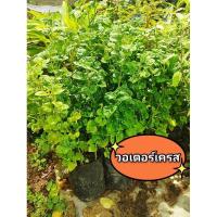 ราคา ต้นวอเตอร์เครส วอเตอร์เครส ผักสลัดน้ำ ผักสวนครัว ปลูกกินง่าย ขนาด 30 - 35 ซม ต้นเเข็งเเรงพร้อมปลูก (14098264652)