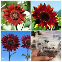 ราคา (จำหน่าย เมล็ด) ดอกทานตะวันแดง ต้น ดอก ทานตะวัน สีแดง ชุดผิวขาวปลีกส่ง (4155610172)