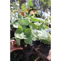 ราคา ต้นออมเงินออมทอง ไม้มงคล ไม้ฟอกอากาศ (6064891284)