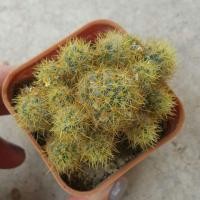 ราคา กระบองเพชร แคสตัส ไม้อวบน้ำ แมมเม็ดพริก castus (2211382978)