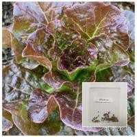 ราคา （เมล็ด）เมล็ดผัก สลัดเรดคอส 100 เมล็ด [ 10 เเถม 1 งอกการ]/งอก ปลูก/งอก เมล็ด/งอก การ (23339845000)