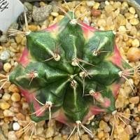 ราคา ❤️❤️มีส่งด่วน❤️❤️ยิมโน โคลน Lover/Cactus /Gymno/Gymnocalycium/แคคตัส/ยิมโนด่าง/ไม้ชำหน่อ​ (42674289601)