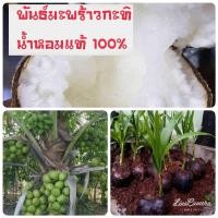 ราคา มะพร้าวกะทิน้ำหอมพันธ์ต้นเตี้ยพันธ์มะพร้าวกะทิแท้มะพร้าวกะทิดำเนินกล้ามะพร้าวมะพร้าวต้นเตี้ยต้นมะพร้าวน้ำหอม (9973918456)