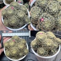 ราคา Mammillaria schiedeana ขนนกเหลืองฟอร์มกอใหญ่ๆ (20554436433)