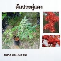ราคา ต้นประดู่แดง ประดู่แดง (40873809766)