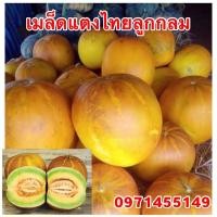 ราคา เมล็ดพันธ์แตงไทยลูกกลม (7197699244)