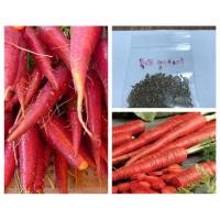 ราคา Atomic Red Carrot แครอทสีแดง ประมาณ600 เมล็ด (4935257531)