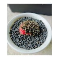 ราคา Gymnocalycium cristata ยิมโนคริสด่างไม้เมล็ด/ด่างชมพู (28904867524)