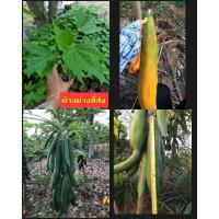 ราคา (2ต้น) ต้น มะละกอแขกนวลดำเนิน ต้นมะละกอแขกนวลดำเนิน มะละกอ แขกนวล ดำเนิน / happy (26210088068)