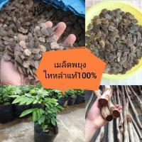 ราคา เมล็ดพยุงไหหลำ 120 เมล็ด พะยูงไหหลำ (6270746113)