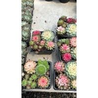 ราคา แซมเพอร์ ขนาด 10*10 ไม้อวบน้ำ #Succulents Meixingjin #ไม้อวบน้ำกุหลาบหินสุดสวยคลาสิค สีละมุน #ไม้อวบน้ำ #กุหลาบหิน (26058314600)