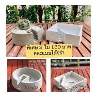 ราคา กระถางปูน กระถางแคคตัส กระถางปูนเปลือย (4276908090)