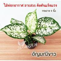 ราคา ต้นอัญมณีขาว ต้นอโกลนีมา ไม้มงคล ไม้ประดับ ไม้ฟอกอากาศ ราคาถูก ขนาดกระถาง 4 นิ้ว อัญมณีขาว ต้นไม้สีขาว (11362703796)