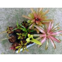 ราคา สับปะรดสี 11ต้น 390 บาท (11105981976)