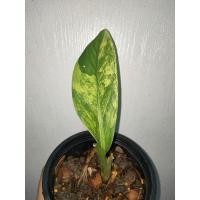 ราคา เศรษฐีวิลสันด่างสวยๆ (12703353262)