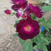 ราคา กุหลาบหลายสายพันธุ์ <<กุหลาบหนูดอกสีม่วง>> (1868143159)