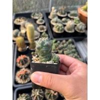 ราคา แคคตัส ช้าง Coryphantha (25792265109)